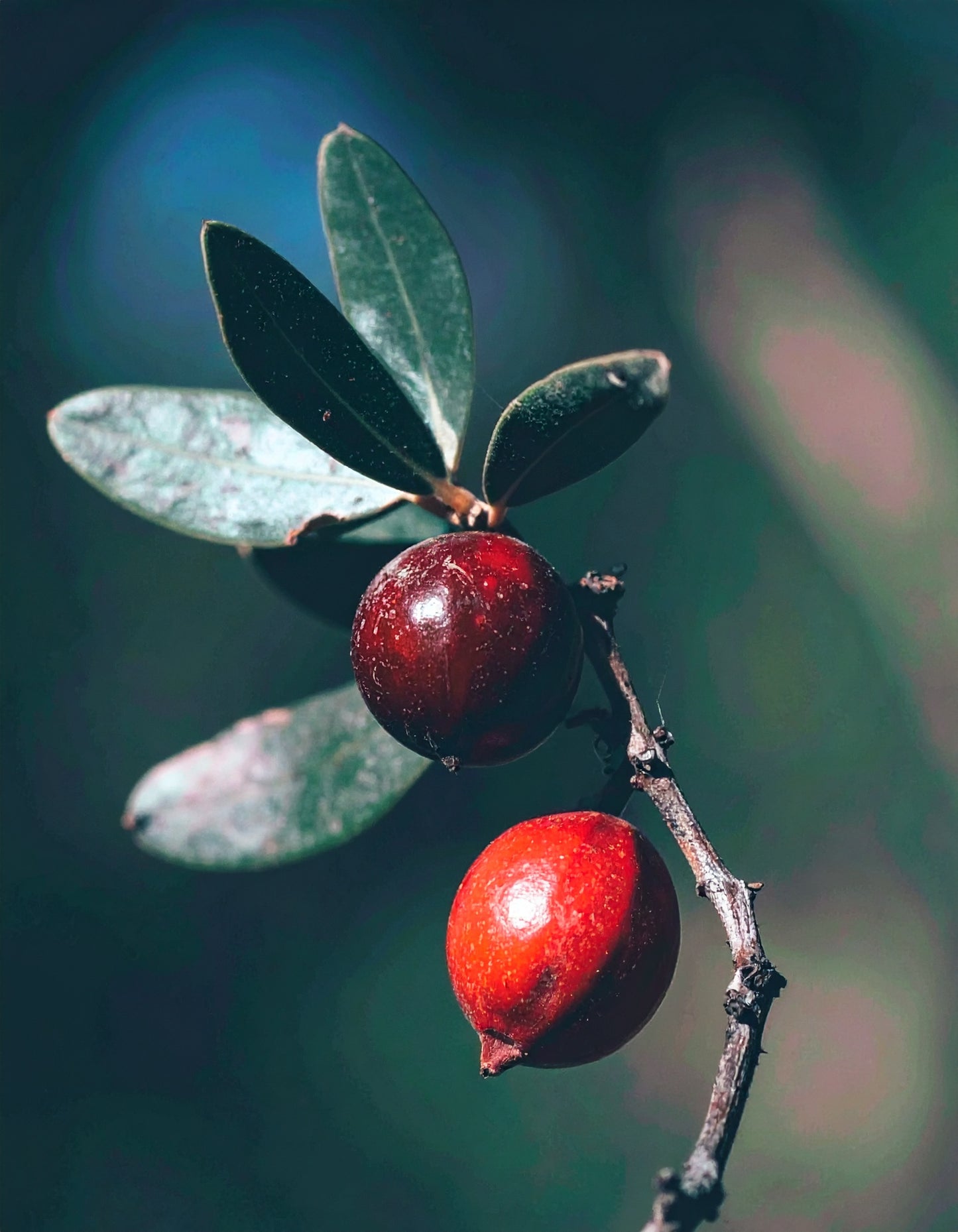 Natural Retinol Alternative Oil Serum