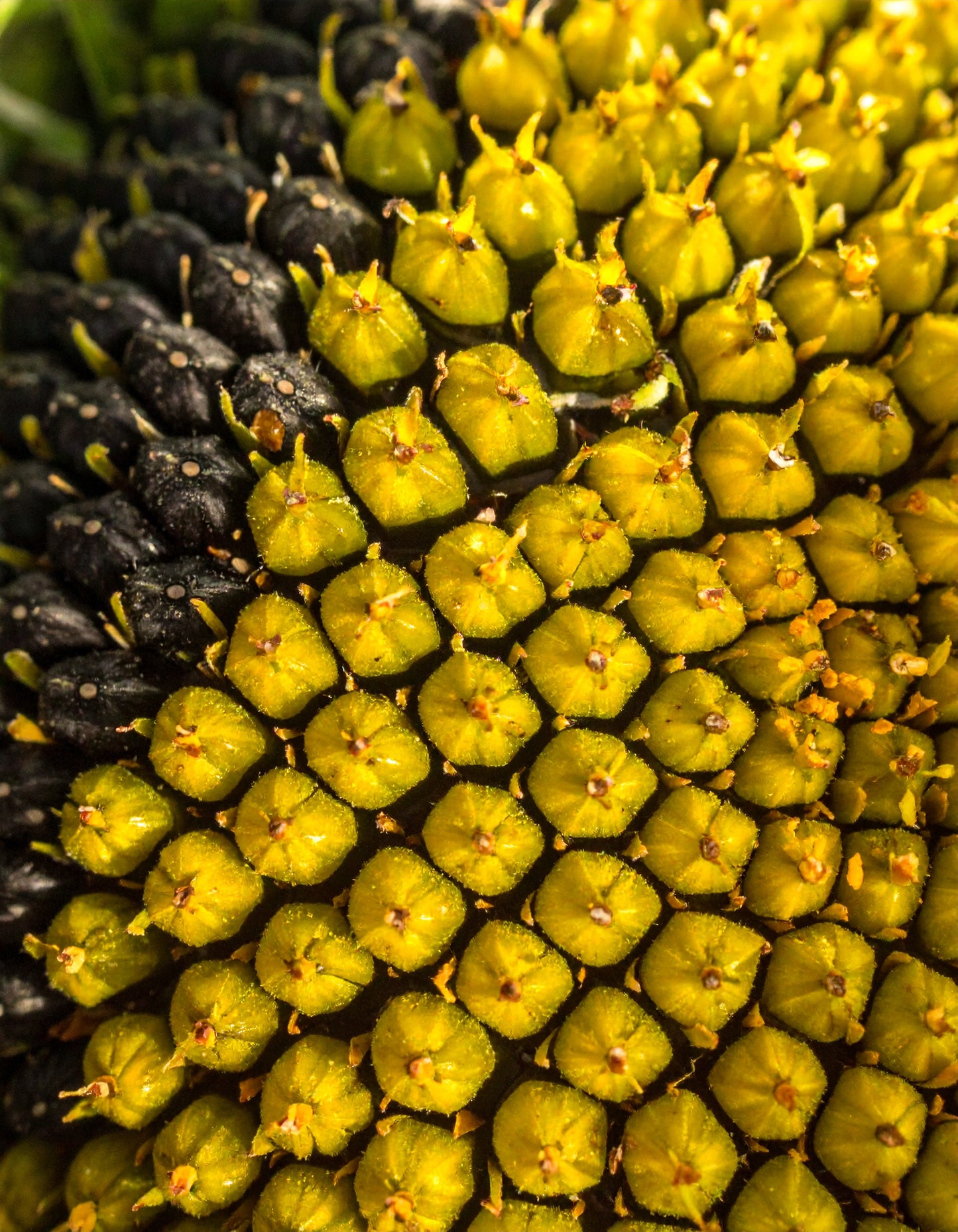 Ceramide Night Cream